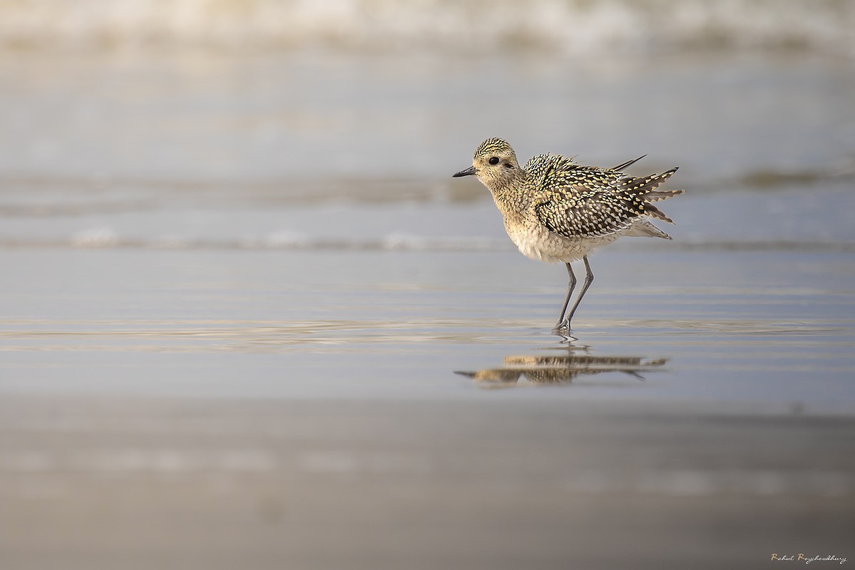 太平洋金斑鴴 - ML643972872