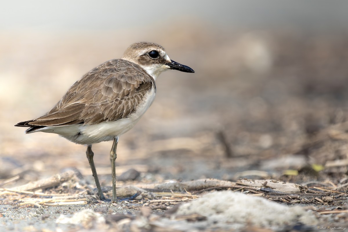 鐵嘴鴴 - ML643972875