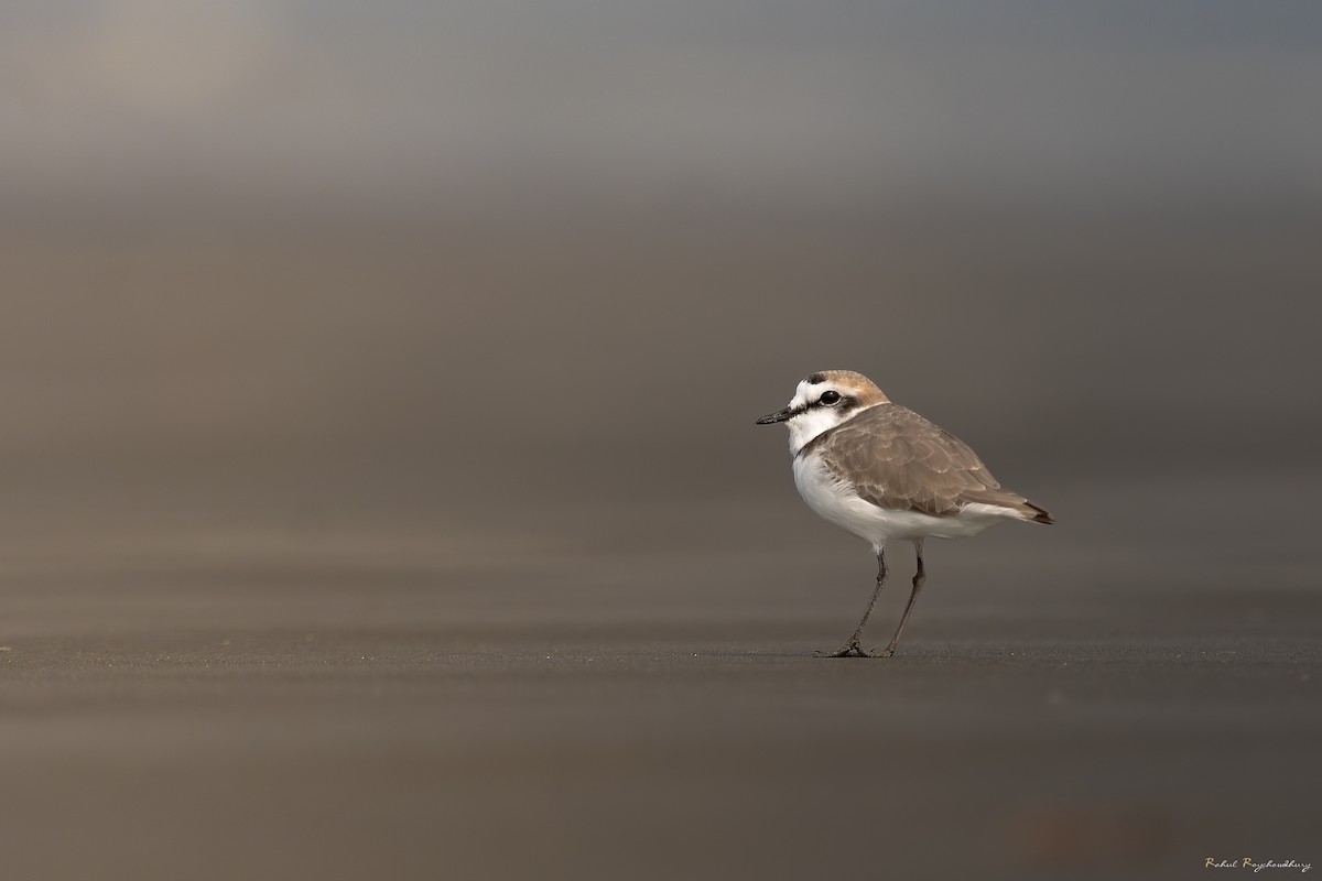 東方環頸鴴 - ML643972876