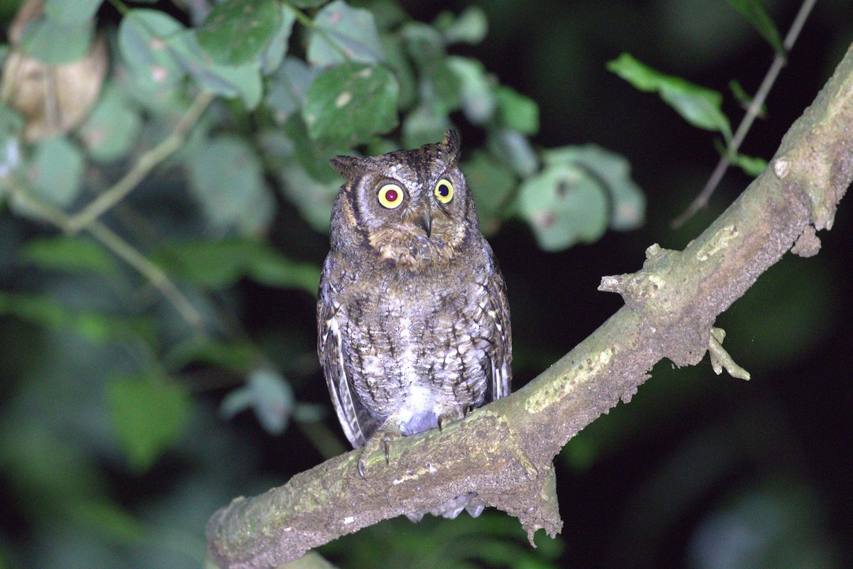 Rinjani Scops-Owl - ML643972883