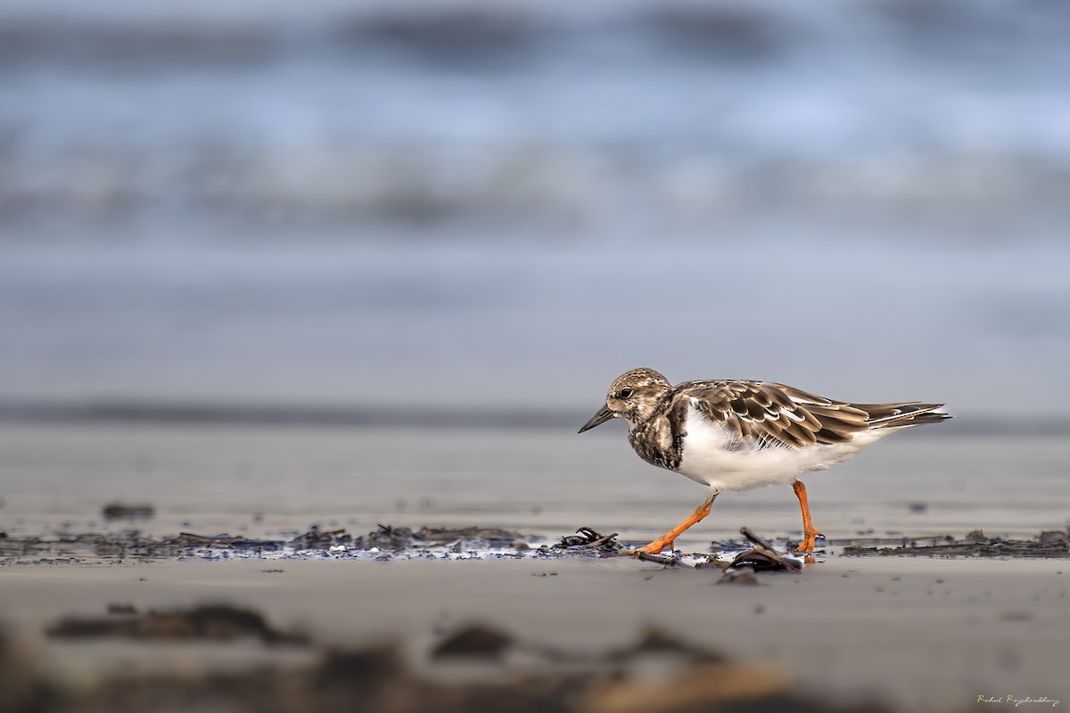 翻石鷸 - ML643972888