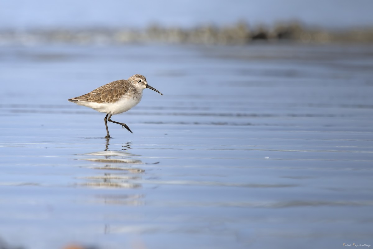 彎嘴濱鷸 - ML643972893