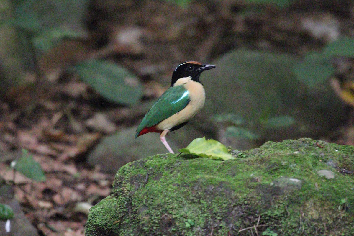 Ornate Pitta - ML643972896