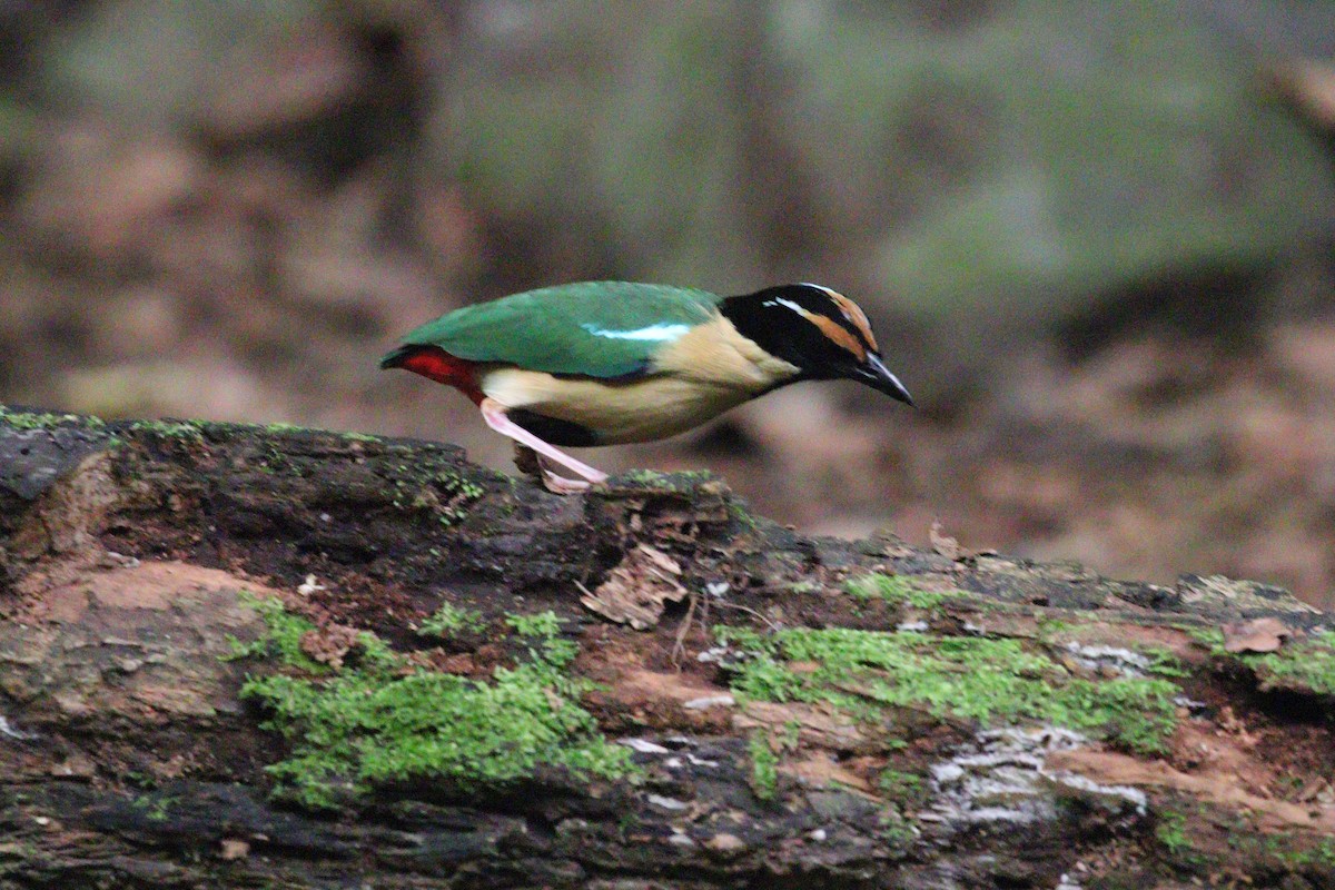 Ornate Pitta - ML643972897