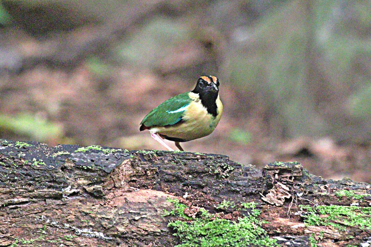 Ornate Pitta - ML643972898