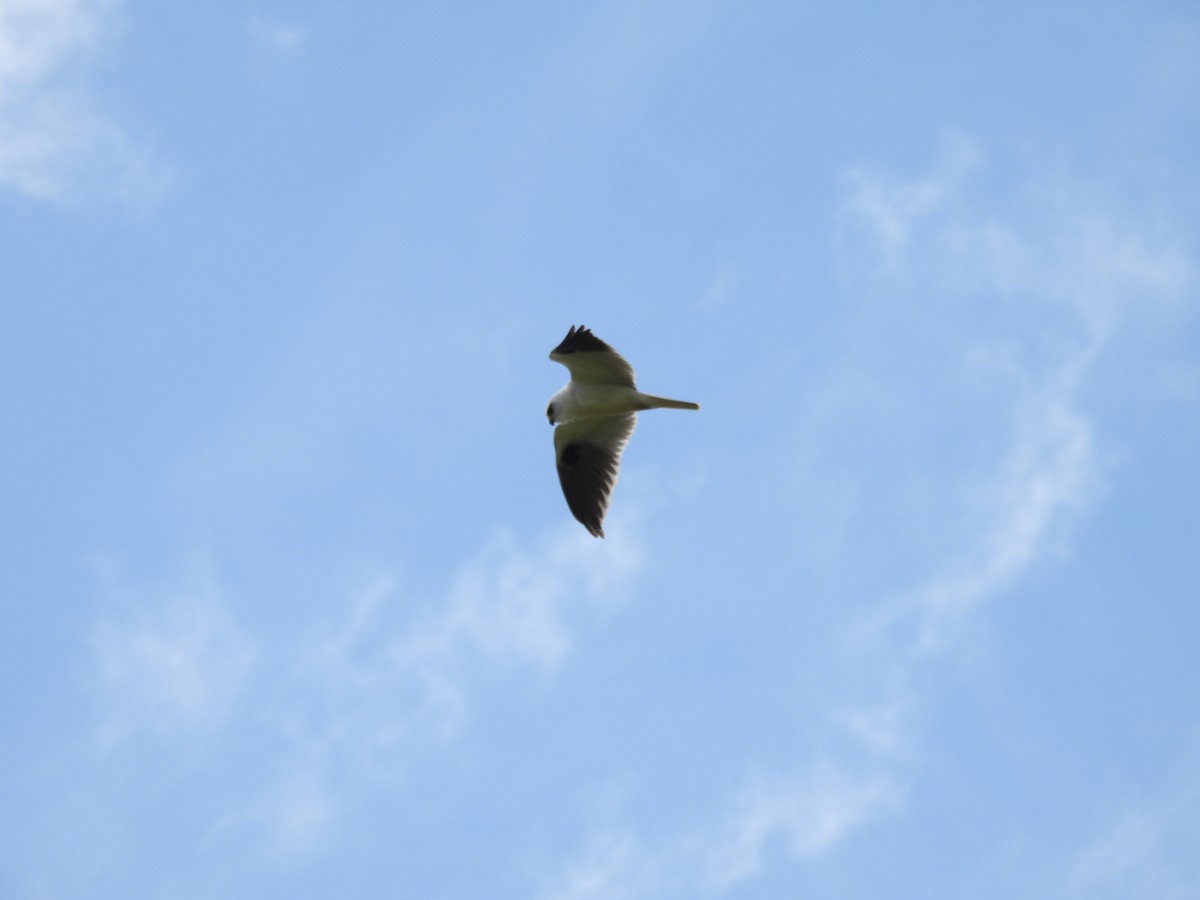 Black-shouldered Kite - ML643972899