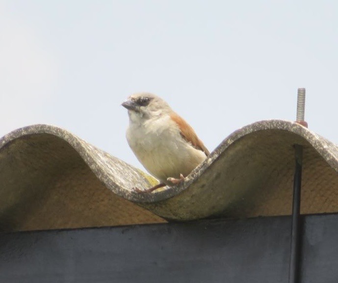 Northern Gray-headed Sparrow - ML643972902