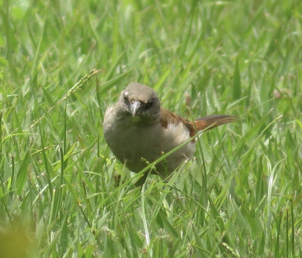 Northern Gray-headed Sparrow - ML643972903