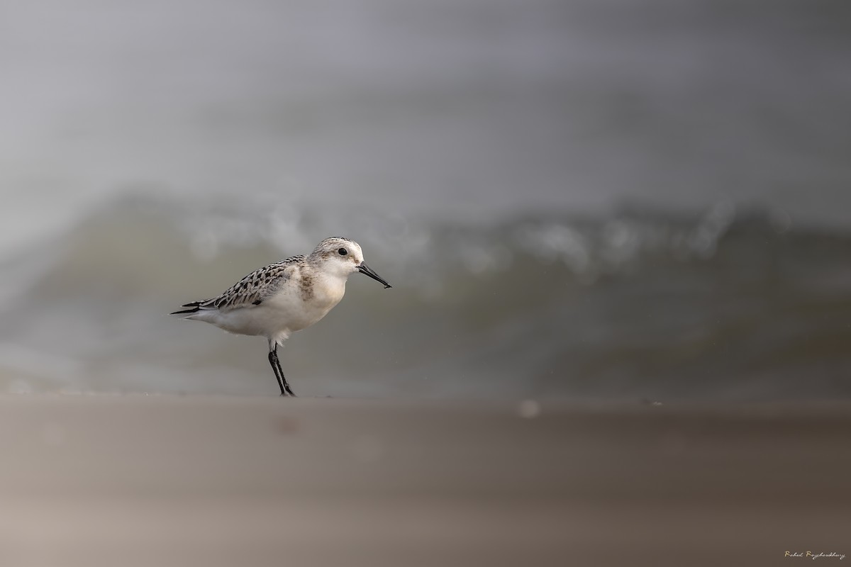 三趾濱鷸 - ML643972908