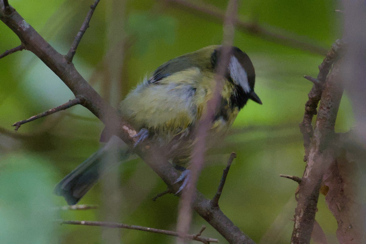 Great Tit - ML643972912