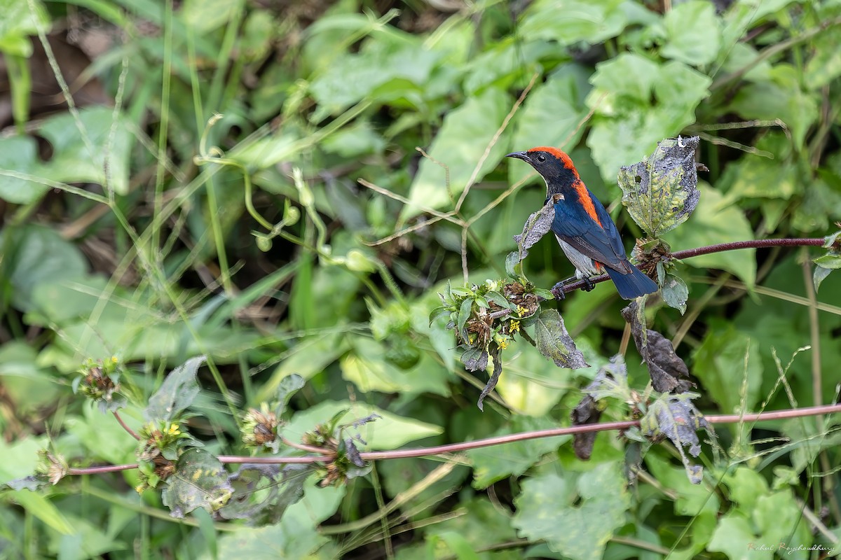 Scarlet-backed Flowerpecker - ML643972952