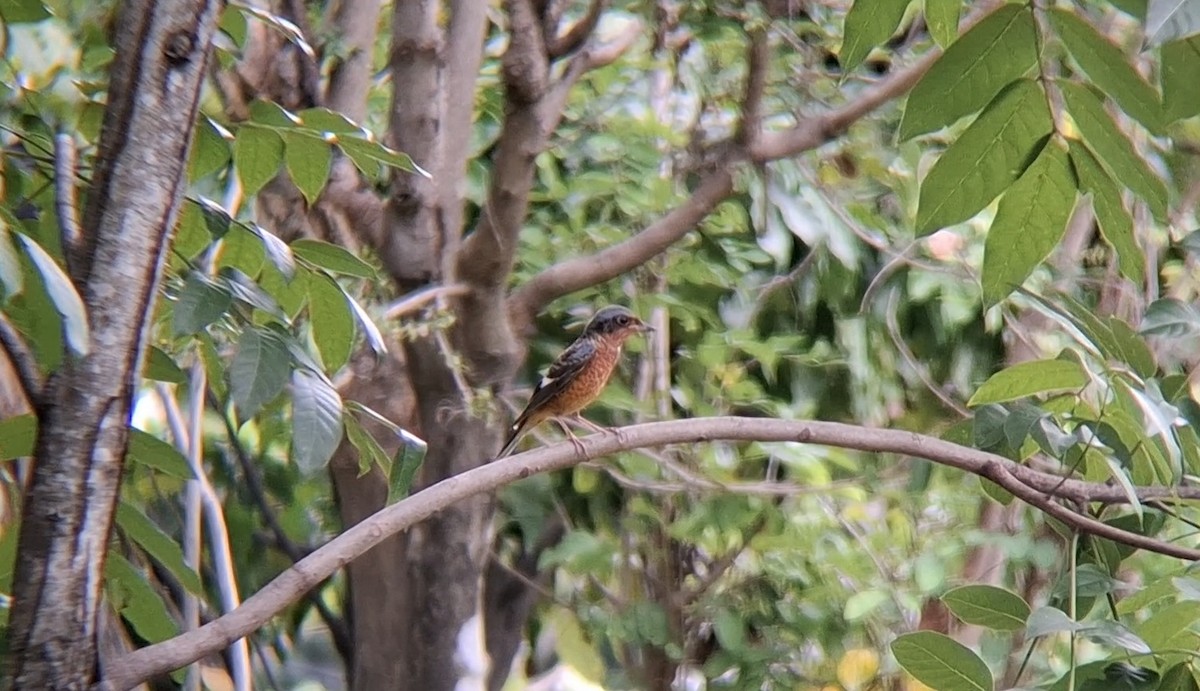 Ak Boğazlı Taşkızılı - ML643972969