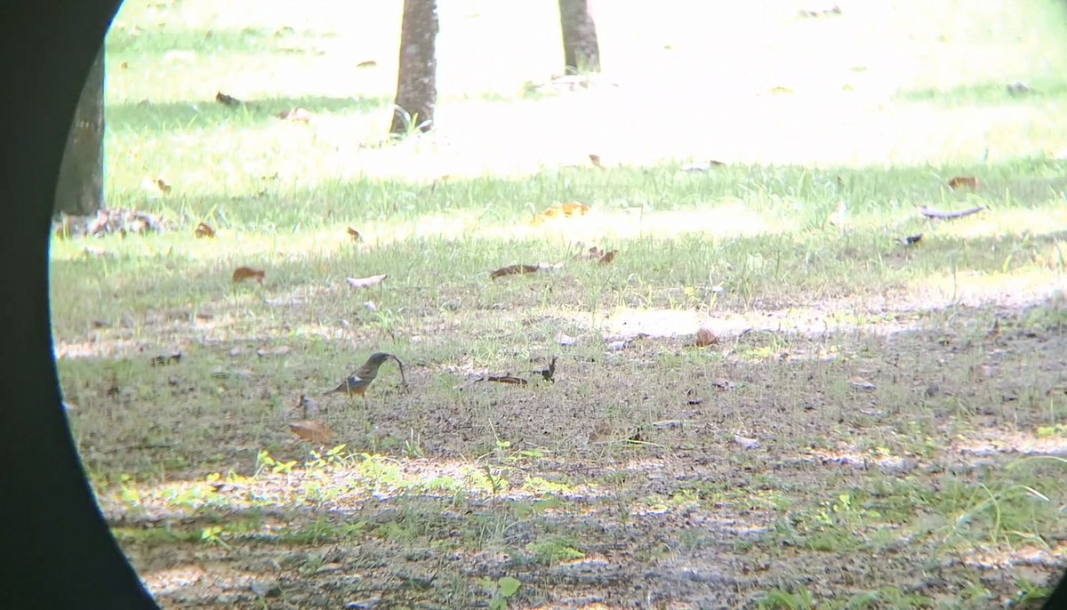 Ak Boğazlı Taşkızılı - ML643972970