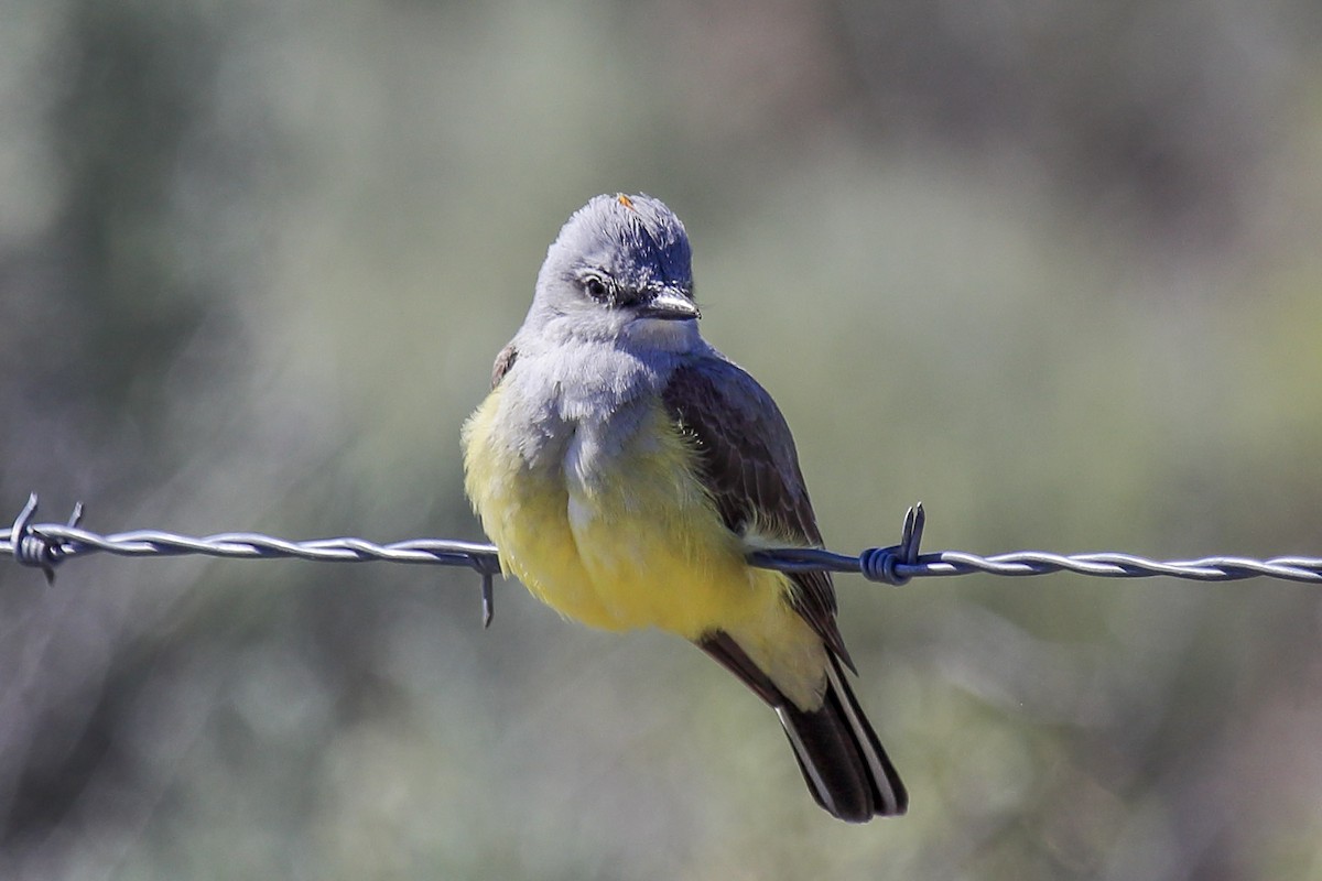 Western Kingbird - ML643972972
