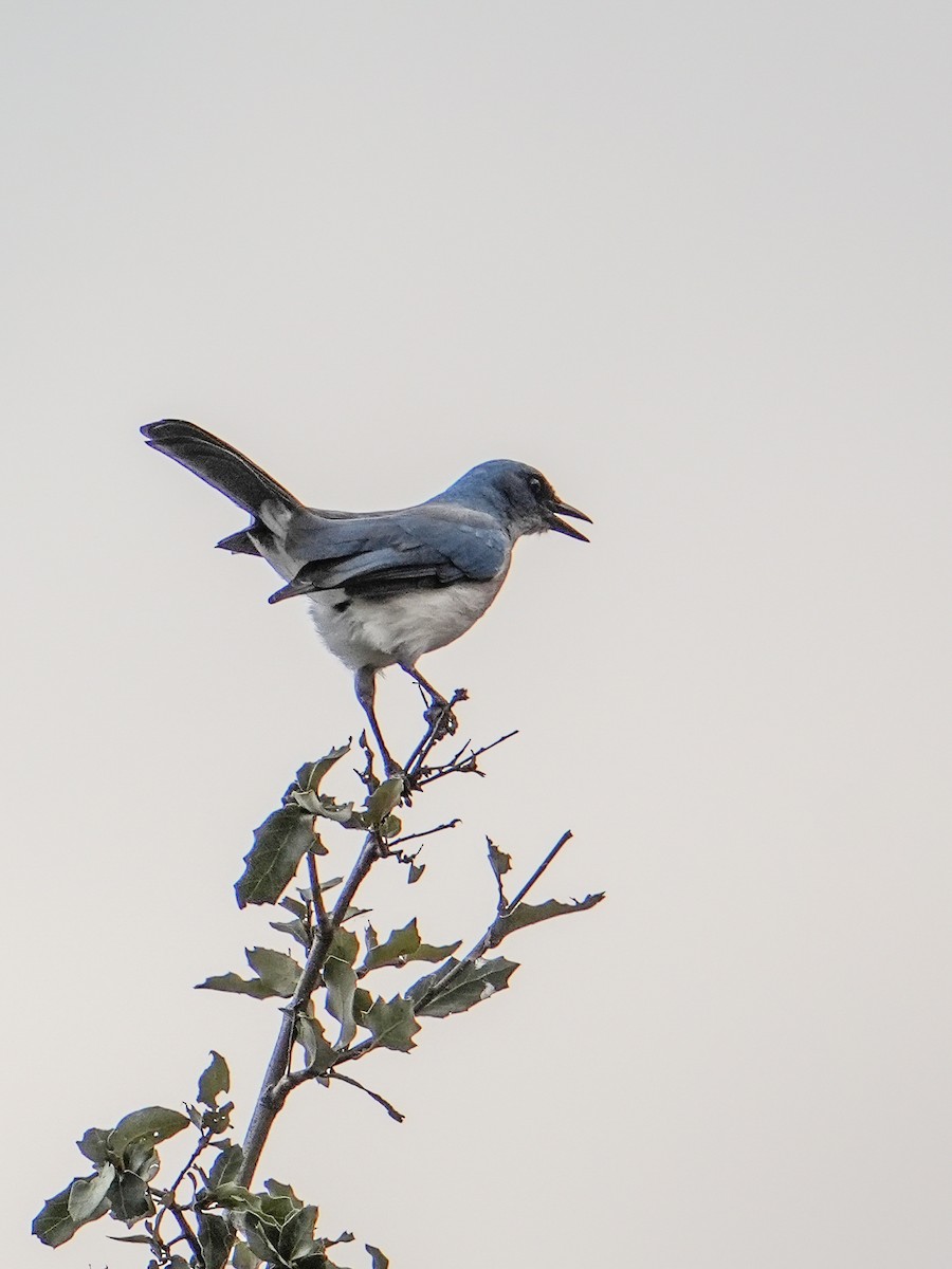 Mexican Jay - ML643972978