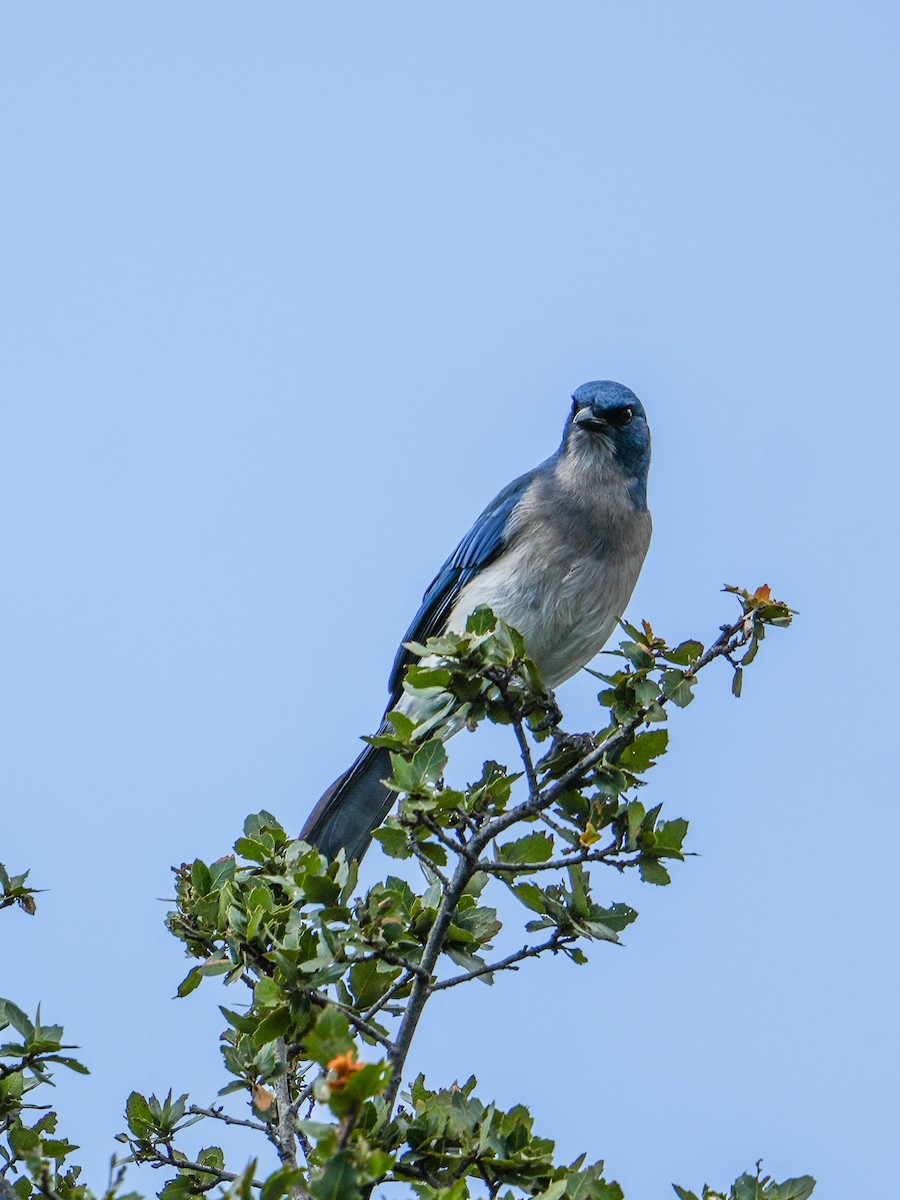 Mexican Jay - ML643972979