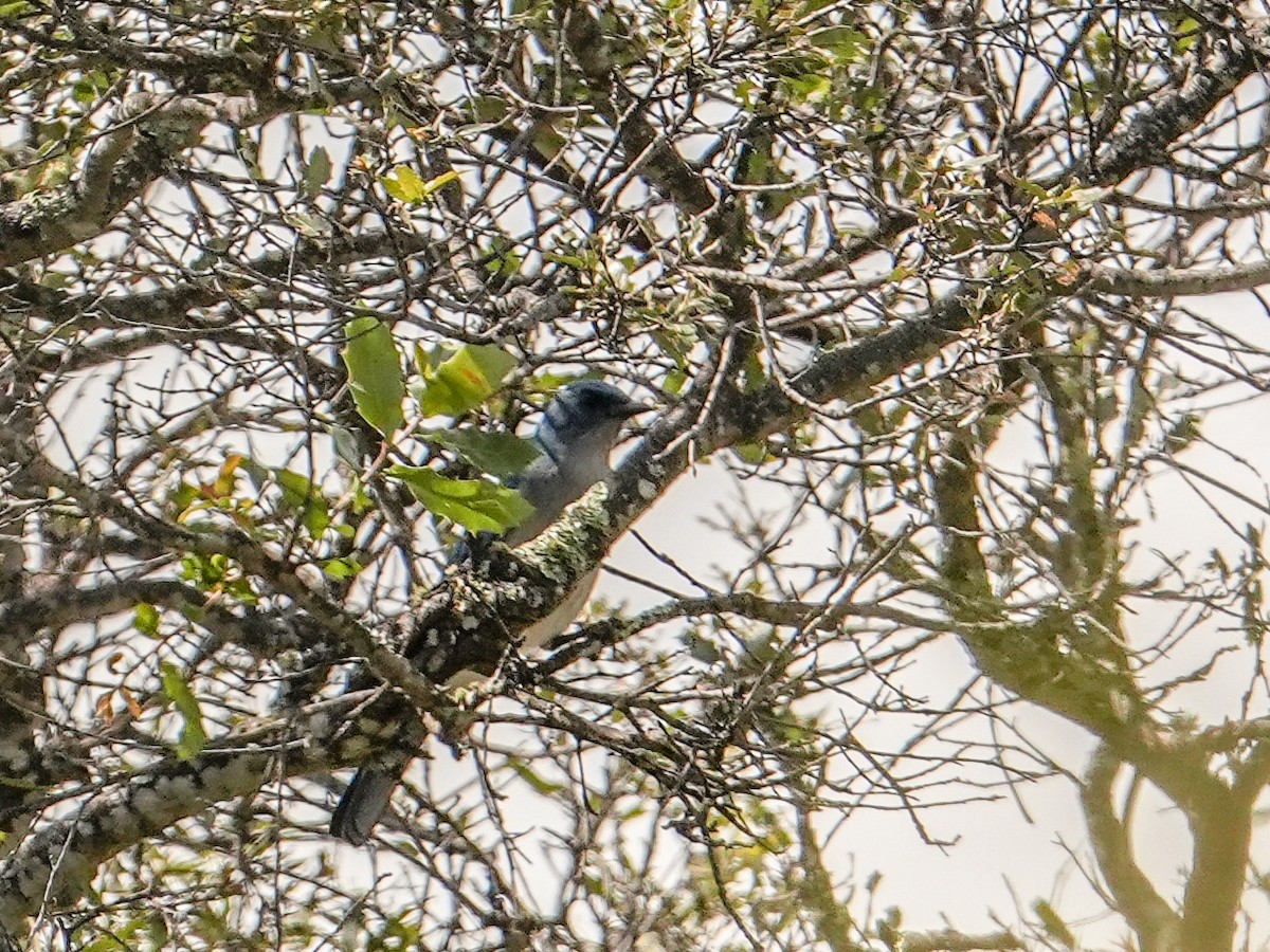 Mexican Jay - ML643972980