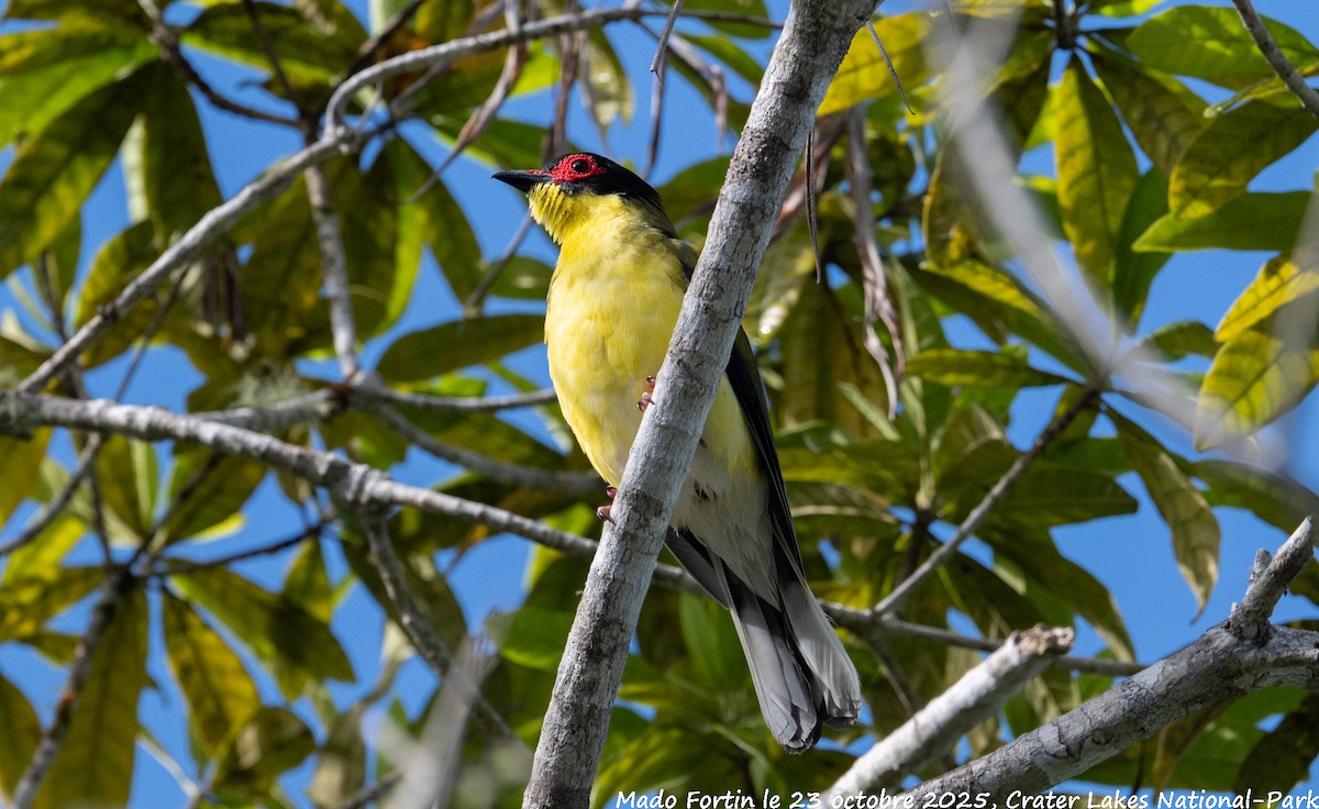 Australasian Figbird - ML643972994