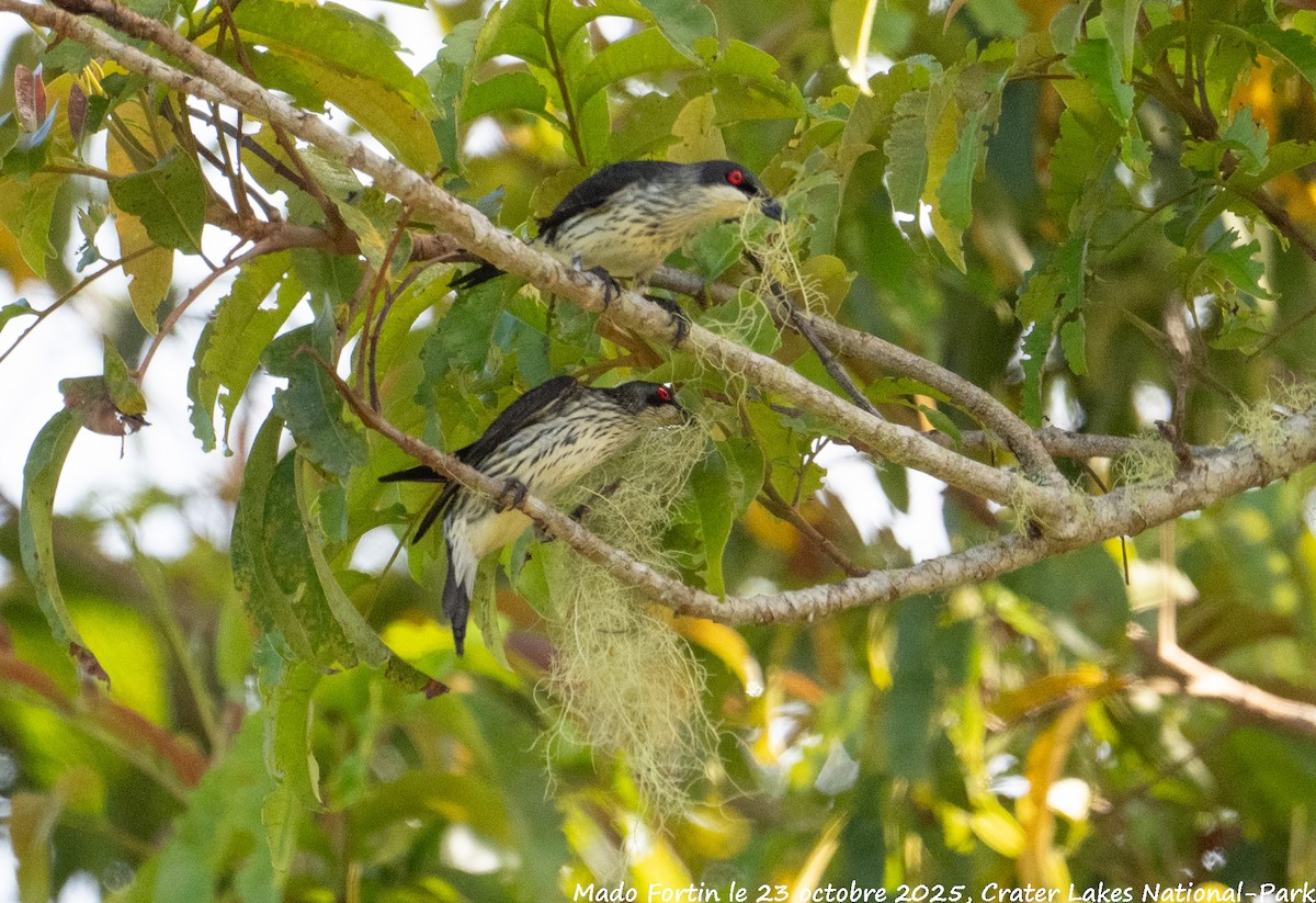 Metallic Starling - ML643973009