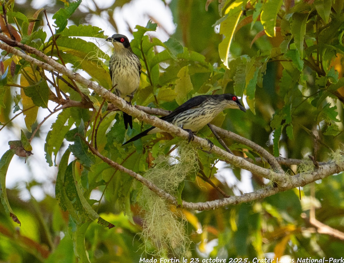 Metallic Starling - ML643973010