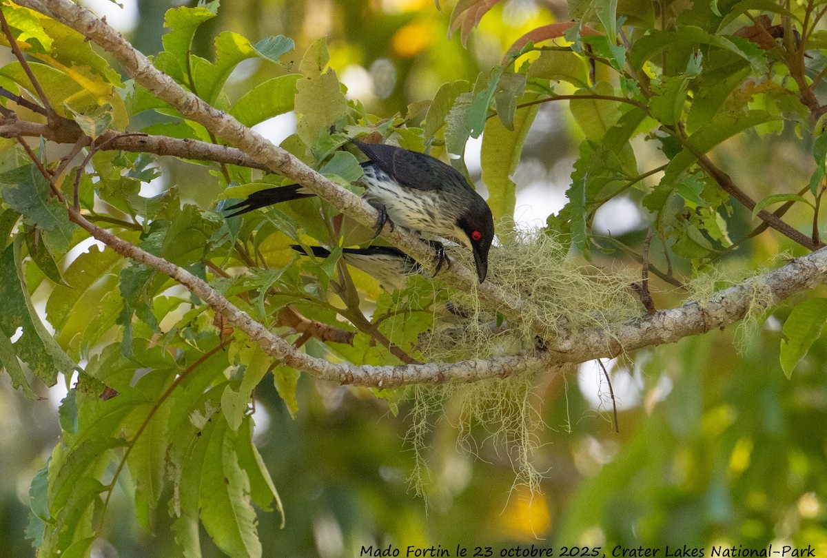 Metallic Starling - ML643973011