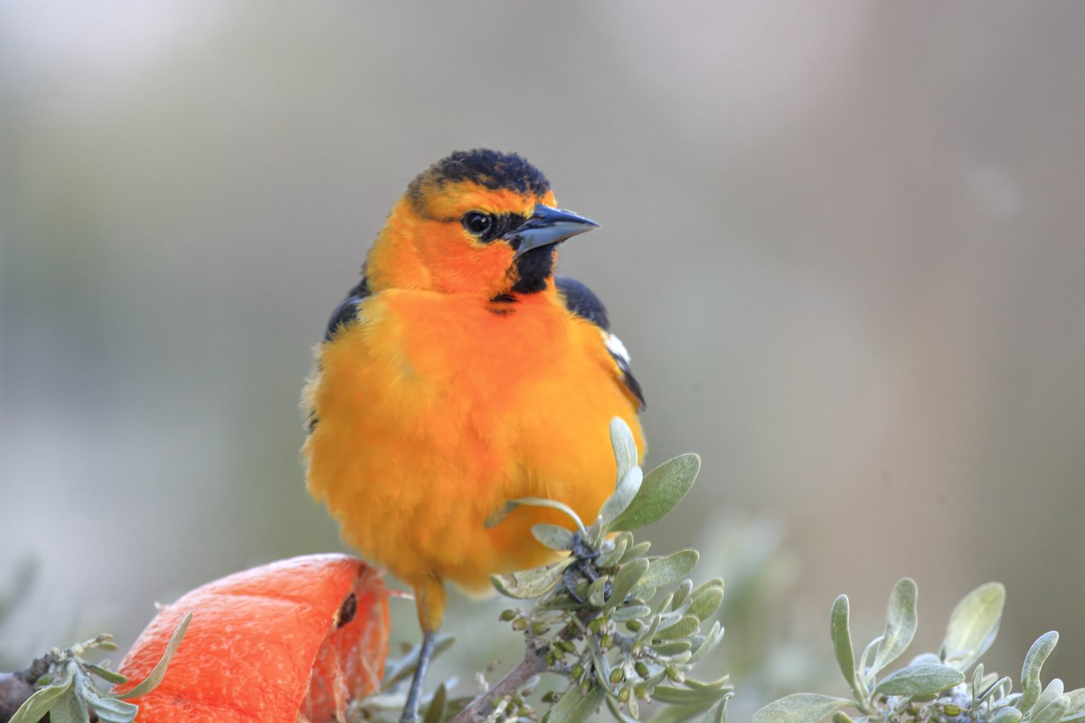 Oriole de Bullock - ML643973013