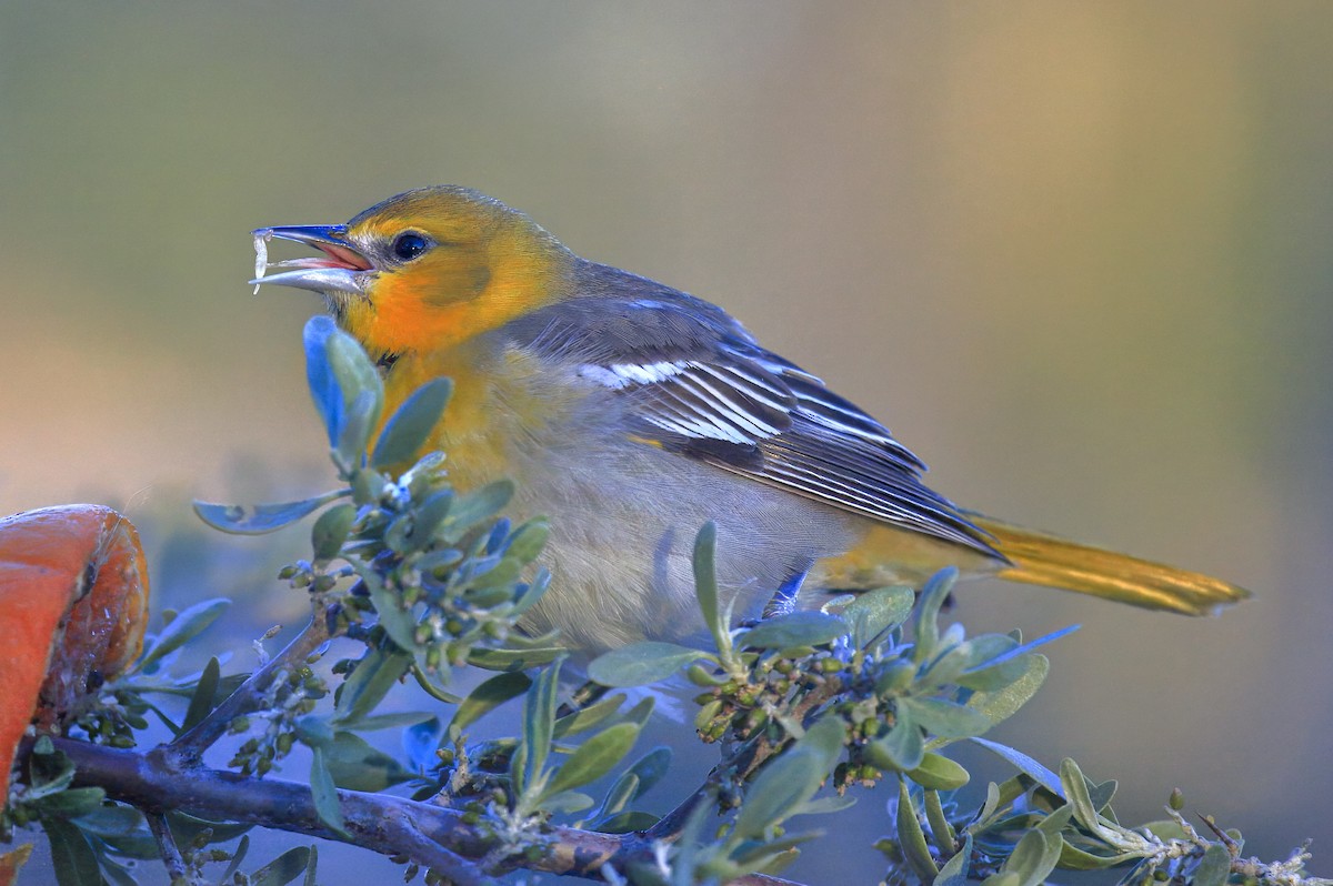 Bullock's Oriole - ML643973014