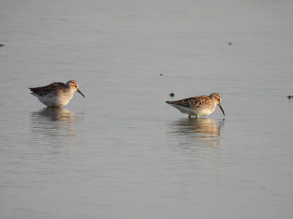 Грязовик - ML643973016