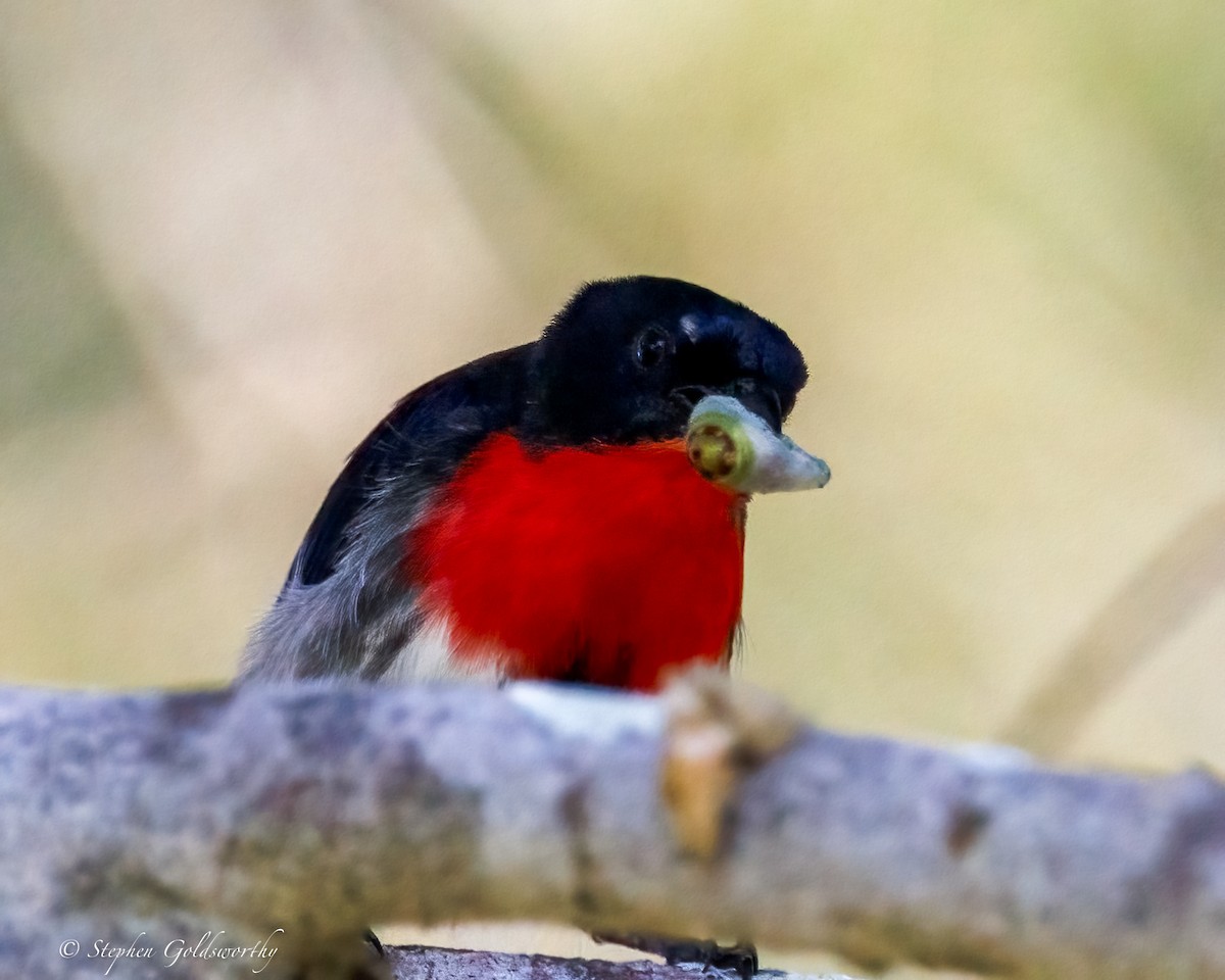 Mistletoebird - ML643973021