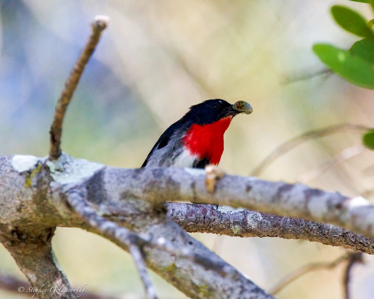 Mistletoebird - ML643973022