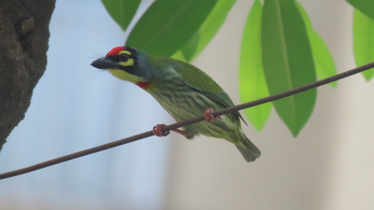 Coppersmith Barbet - ML643973023