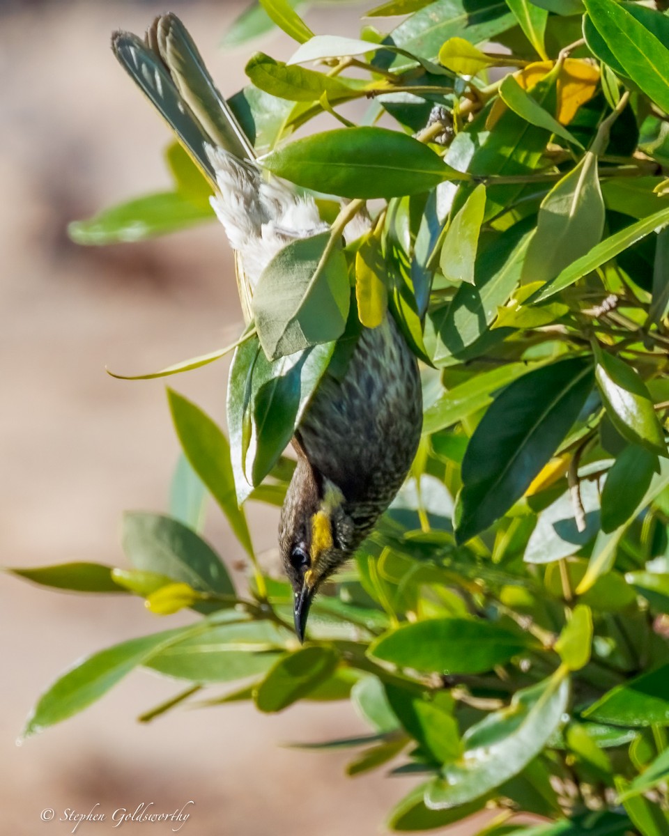 Медник мангровий - ML643973025