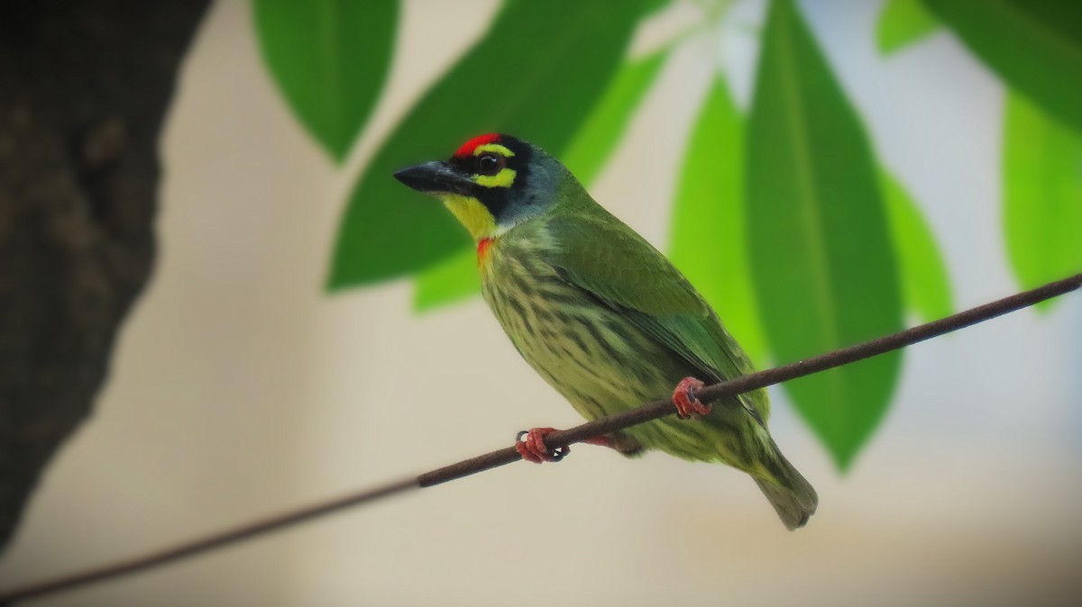 Coppersmith Barbet - ML643973026