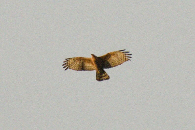 Oriental Honey-buzzard (Northern) - ML643973051