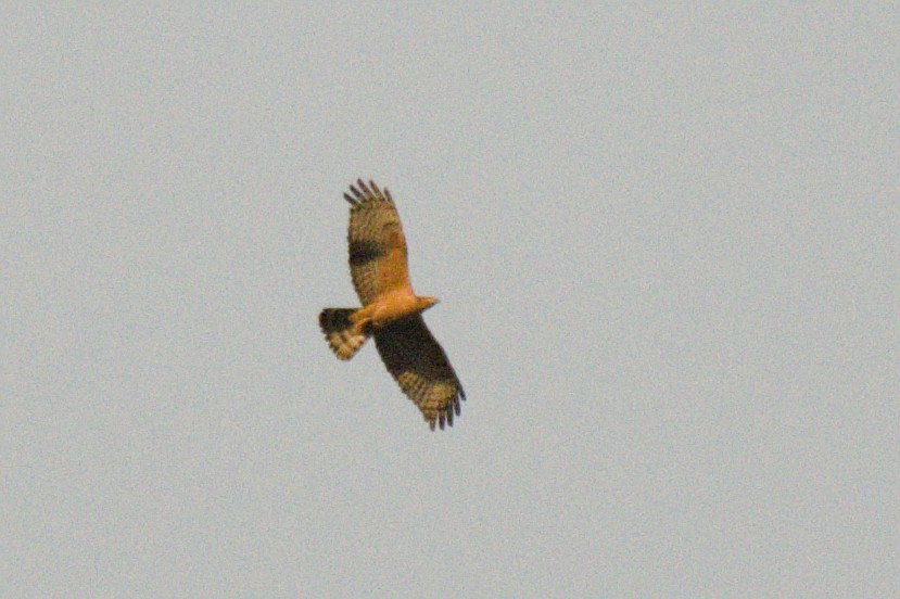 Oriental Honey-buzzard (Northern) - ML643973052