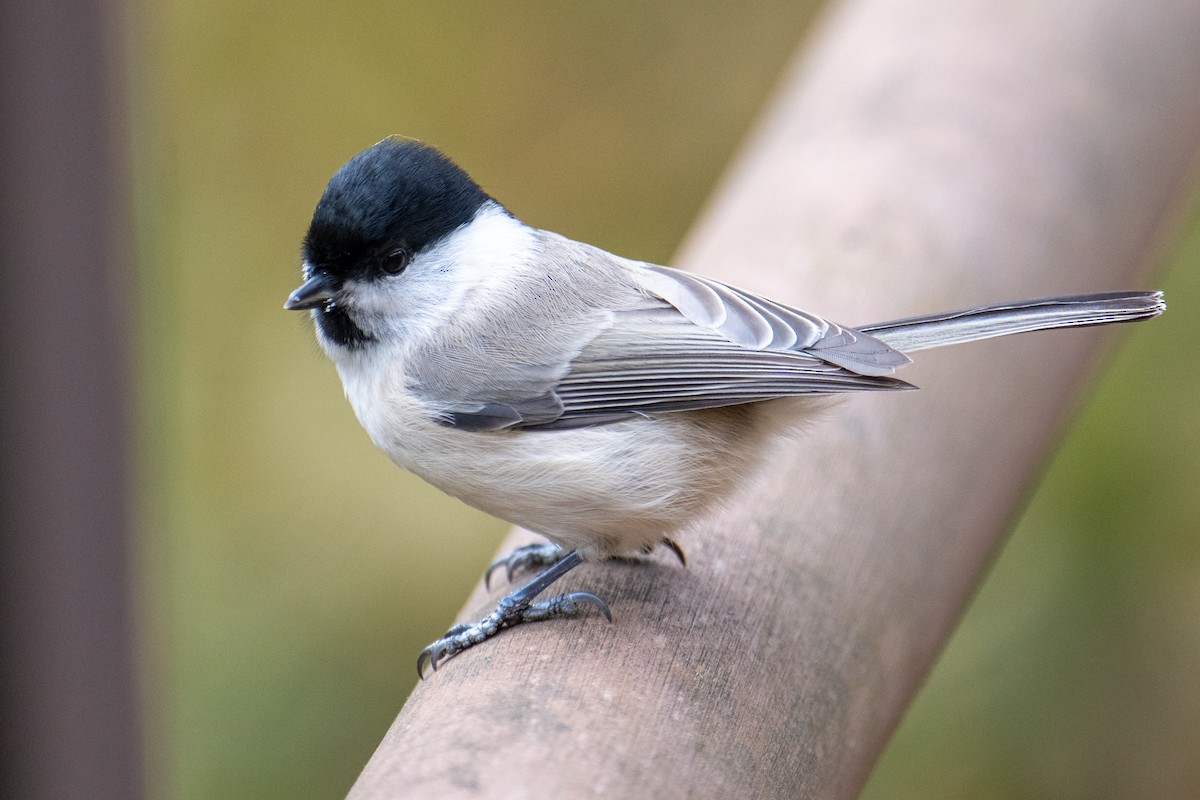 Marsh/Willow Tit - ML643973065