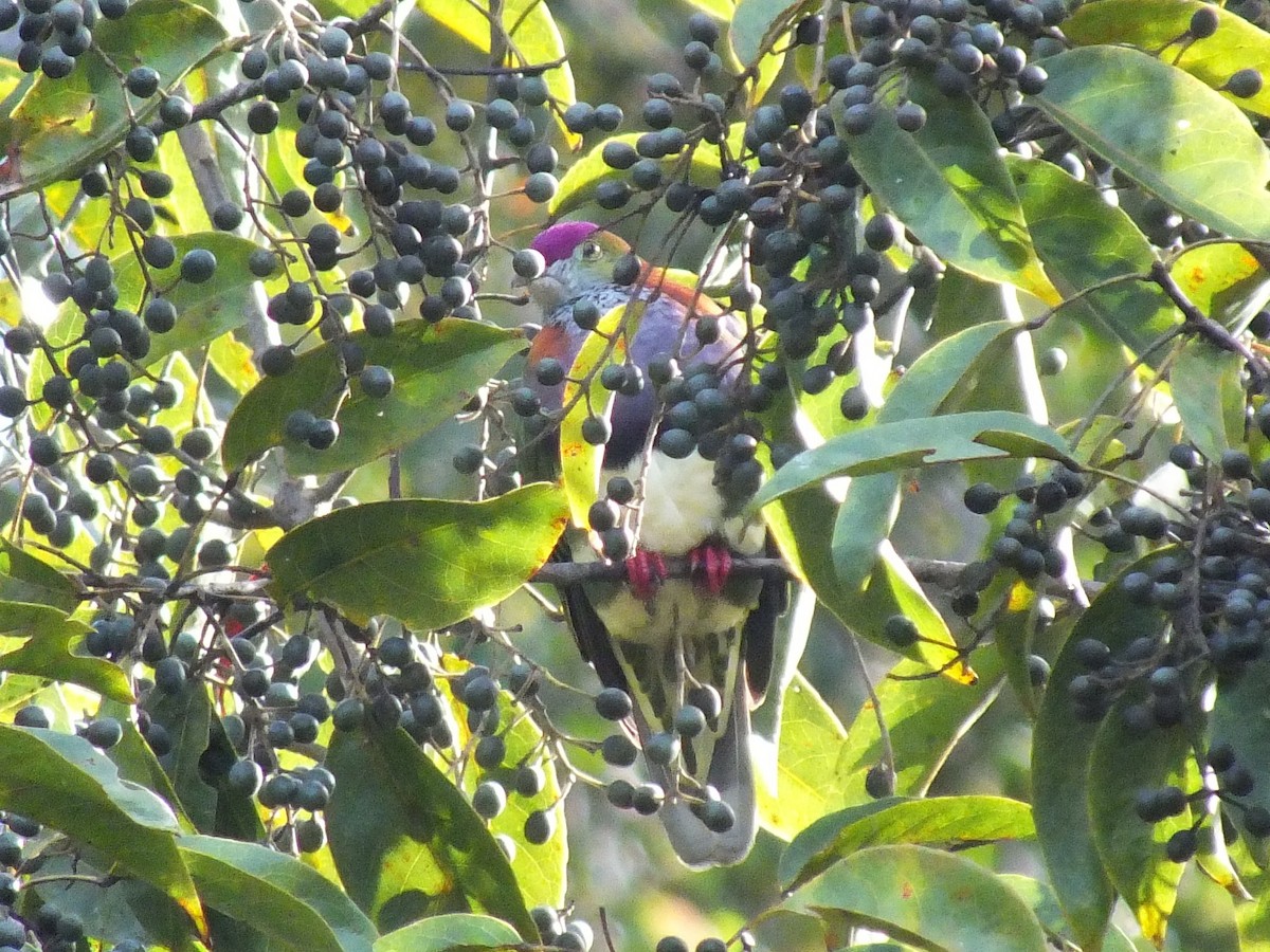 Superb Fruit-Dove - ML643973068