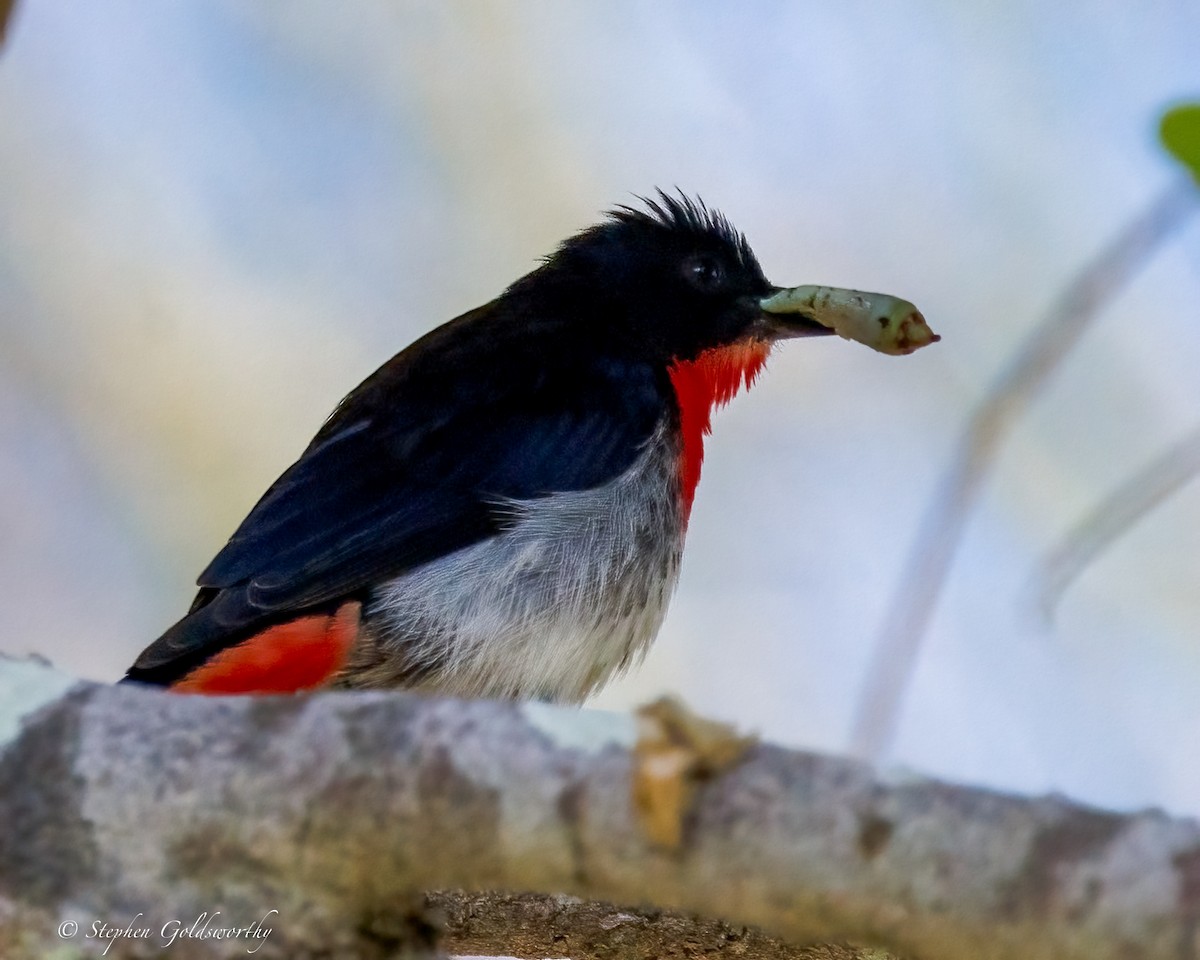 Mistletoebird - ML643973082