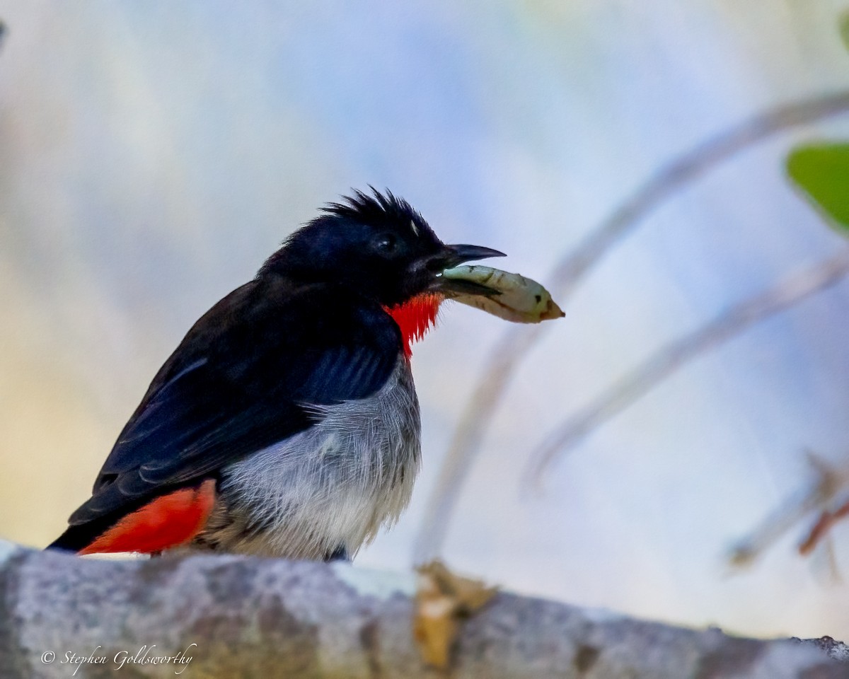 Mistletoebird - ML643973083