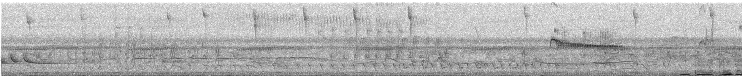 Plain Tyrannulet - ML643973098