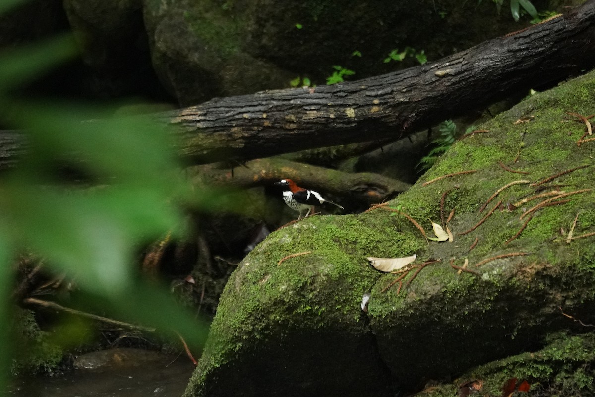 アカエリエンビシキチョウ - ML643973105