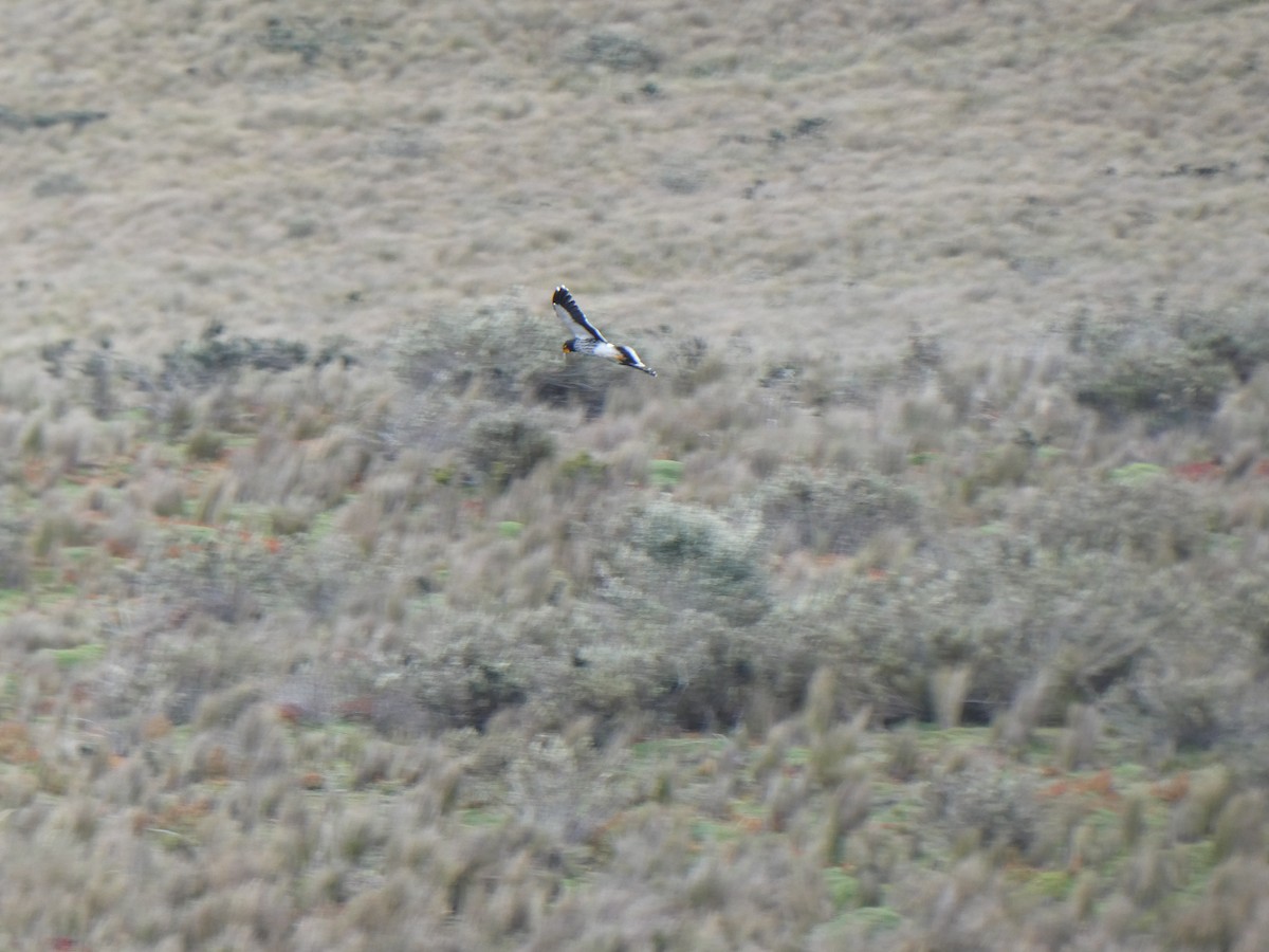Carunculated Caracara - ML643973123