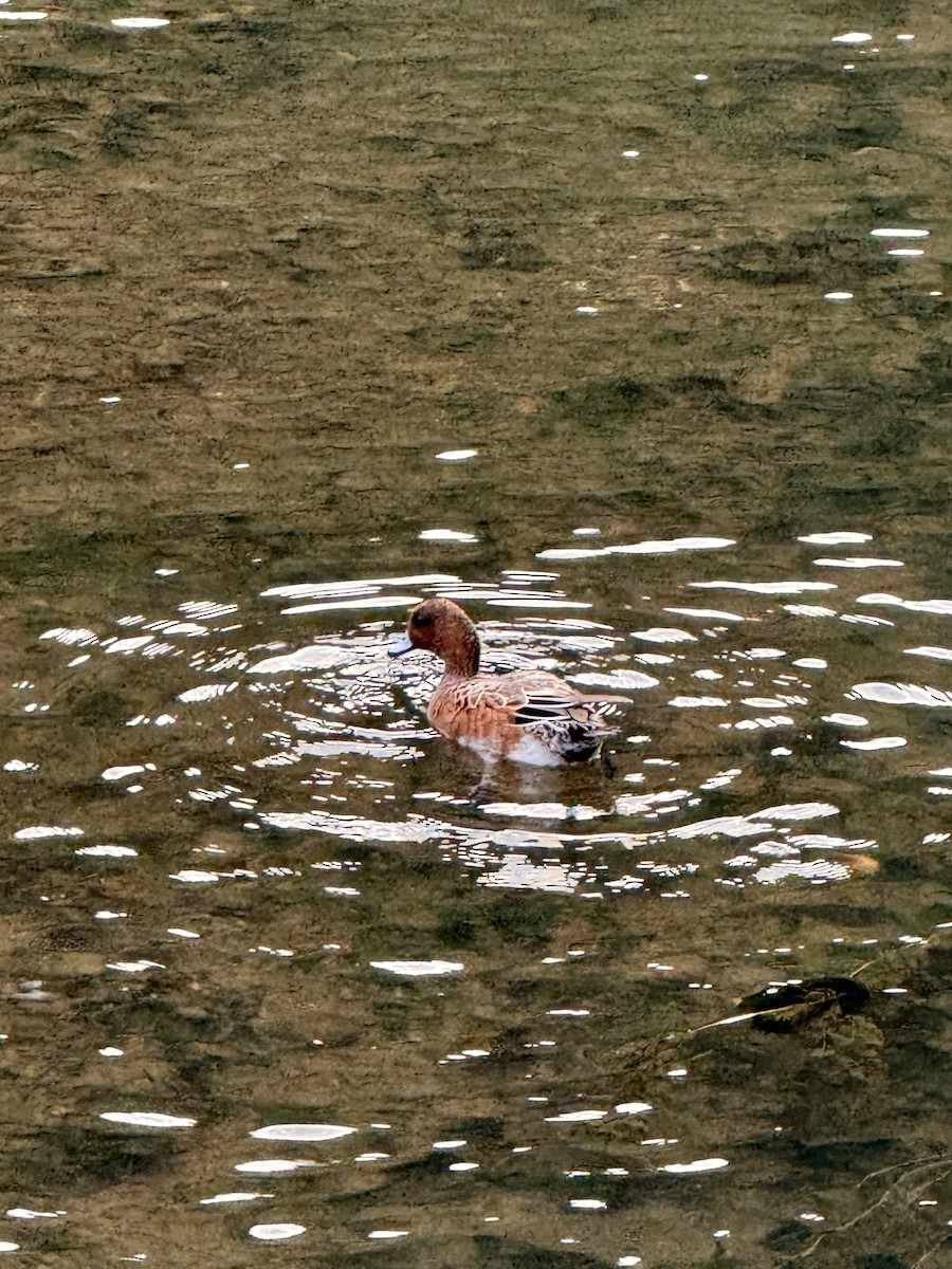 Eurasian Wigeon - ML643973126