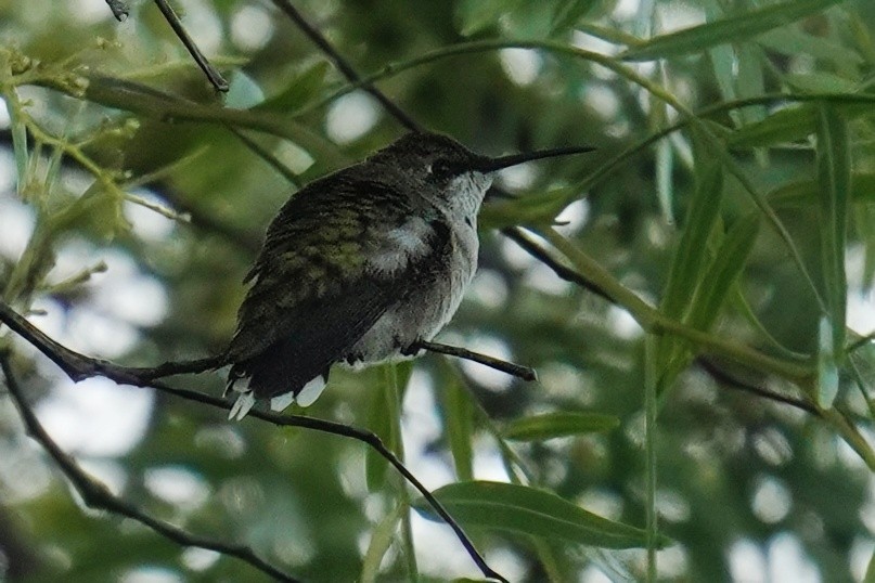 Ruby-throated Hummingbird - ML643973133