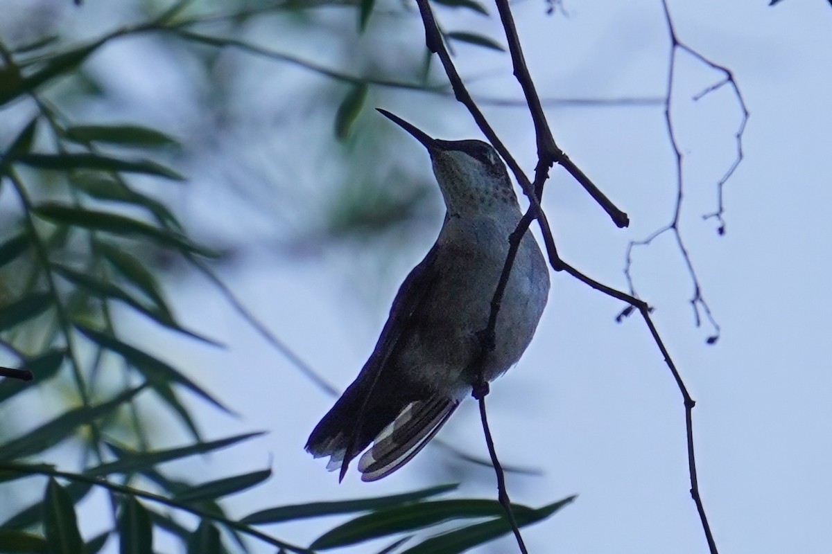 Ruby-throated Hummingbird - ML643973137