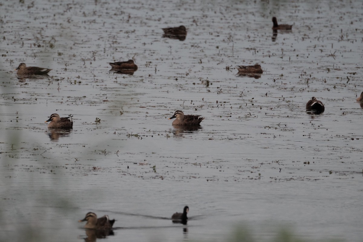 Eastern Spot-billed Duck - ML643973143