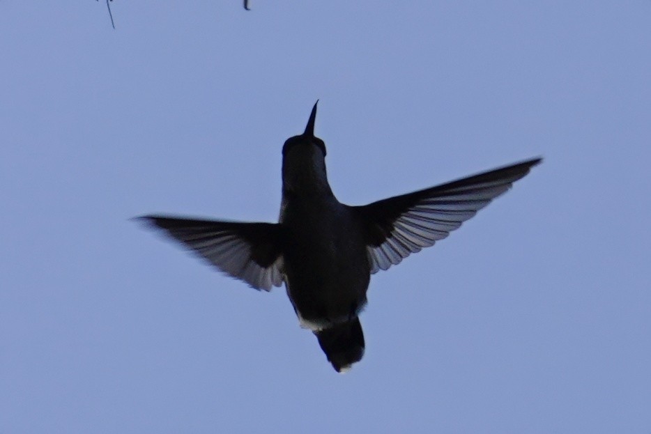 Ruby-throated Hummingbird - ML643973152