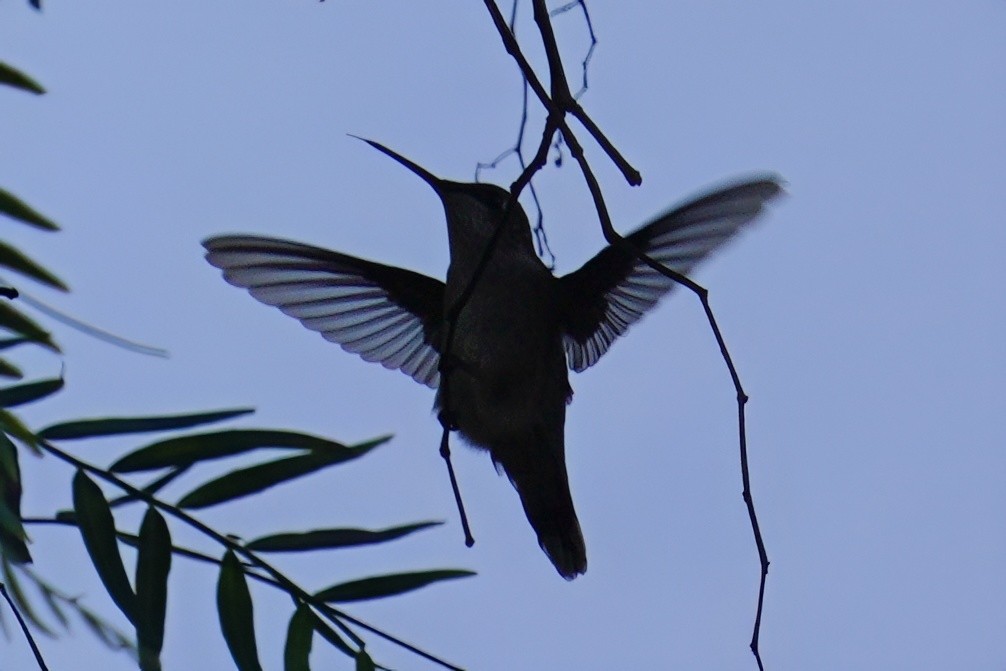 Ruby-throated Hummingbird - ML643973153