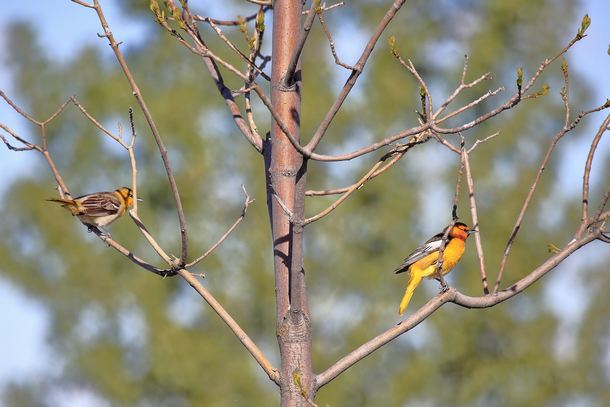 Bullock's Oriole - ML643973154