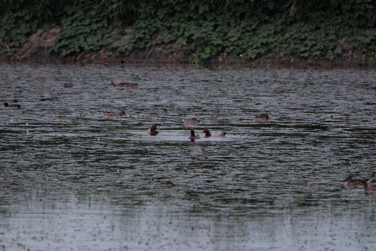 Common Pochard - ML643973155